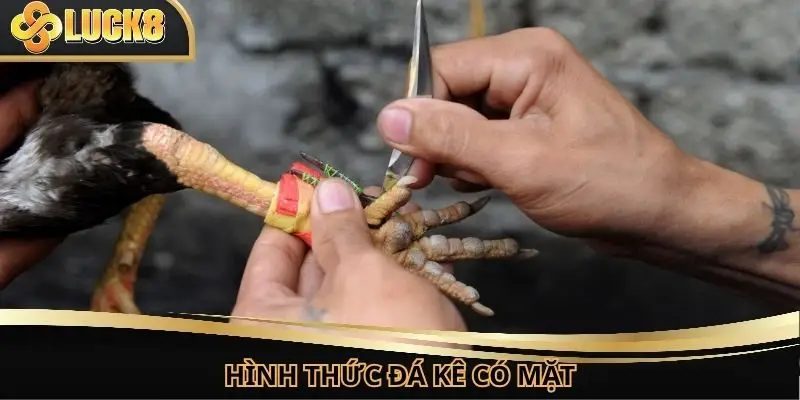 Giới thiệu về hình thức đấu kê có mặt trên thị trường